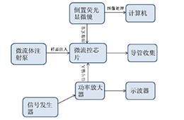 高压放大器在介电泳芯片分离海拉细胞中的应用