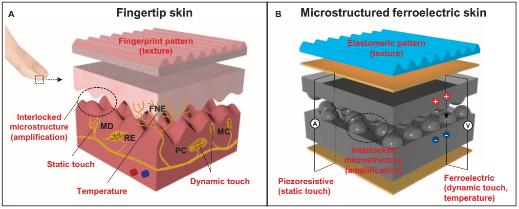 功率放大器在介电材料电子皮肤研究中的应用
