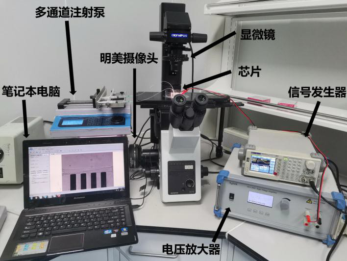 【实验案例合集】功率放大器在生物医疗测试领域研究中的应用