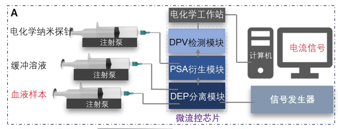 介电电泳细胞分选测试实验框图