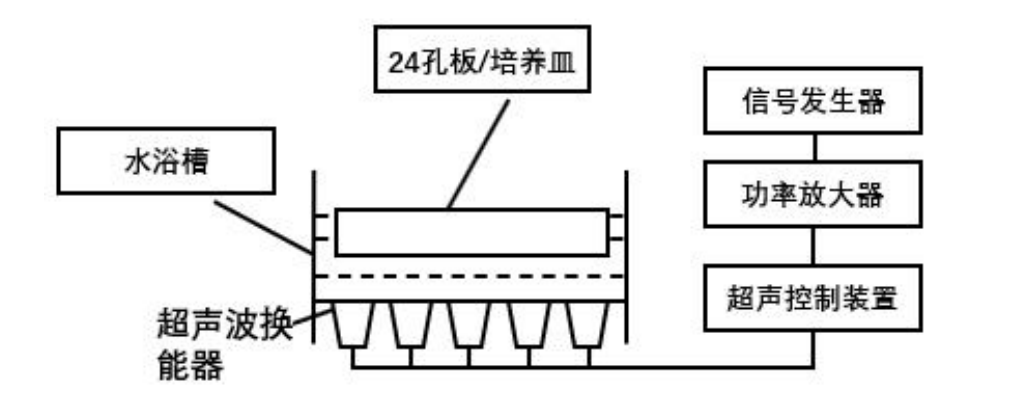 基于超声生物效应的装置及动植物的早期发育应用初步研究实验框图