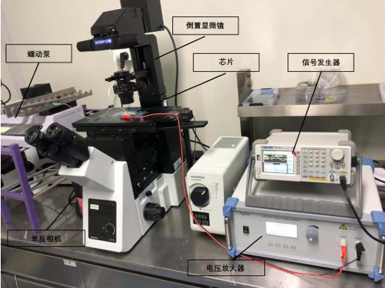 基于微结构过滤和介电泳效应的细胞分选微流控芯片及分选方法研究实验实拍图