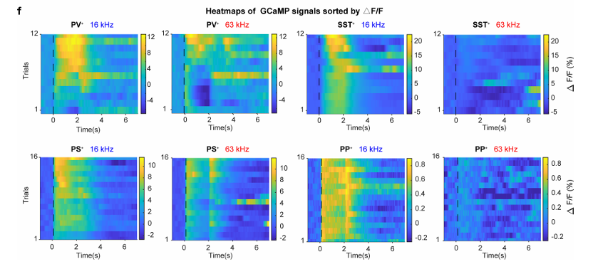 暴露于16 kHz至63 kHz，代表性个体小鼠GCaMP信号的热图。热图按ΔF/F(%)排序。色阶表示AF/F(%)。