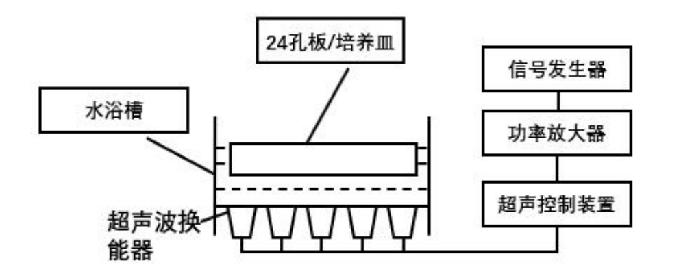 基于超声技术的生物发育研究实验框图
